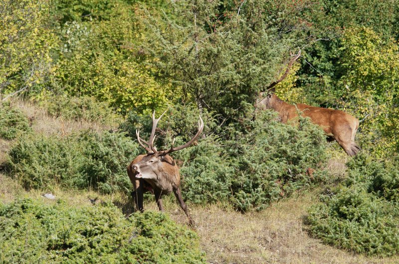 Un''arena molto contesa